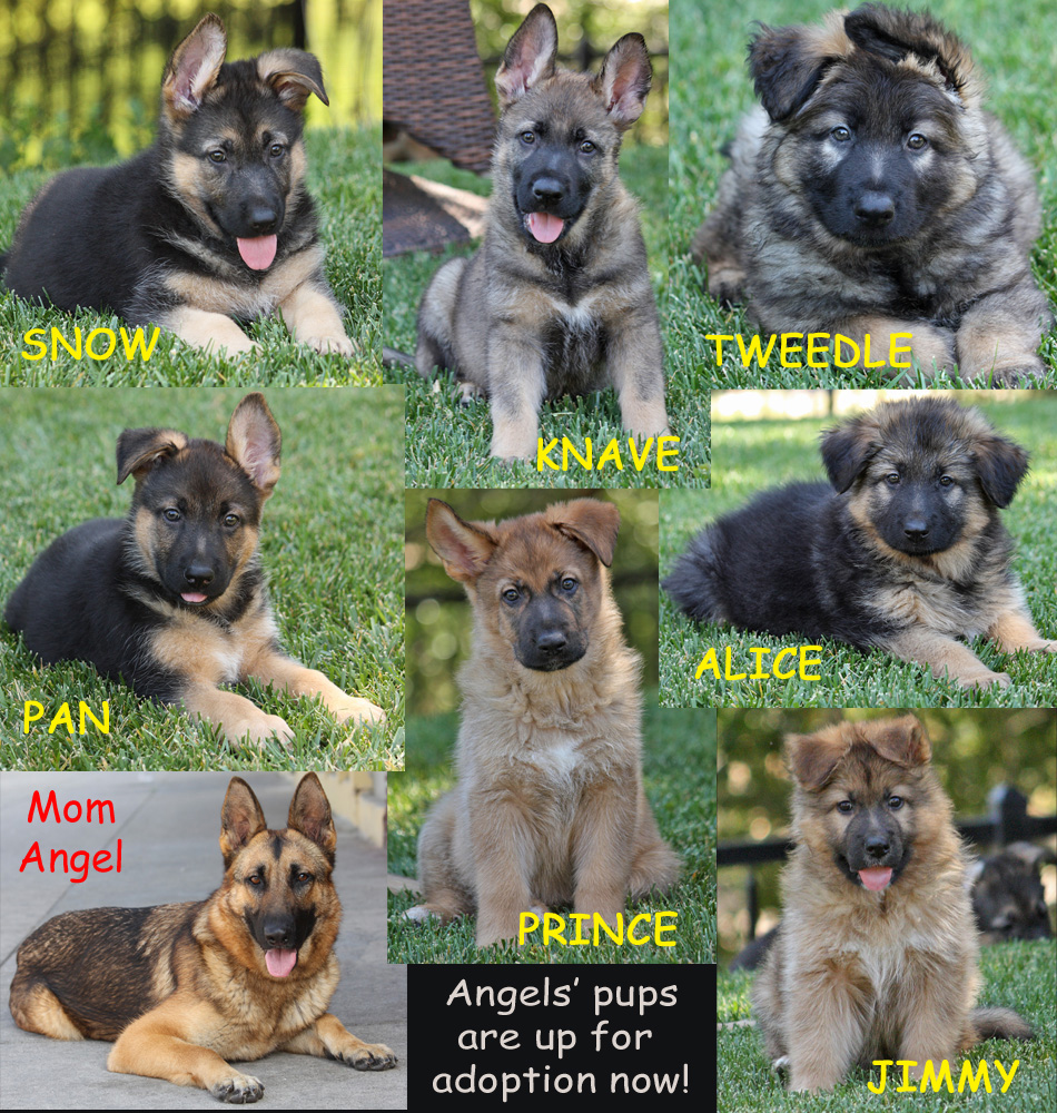 German shepherd puppy to hot sale adult